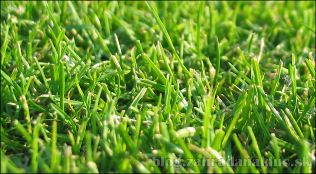 Akým spôsobom vieme založiť trávnik?