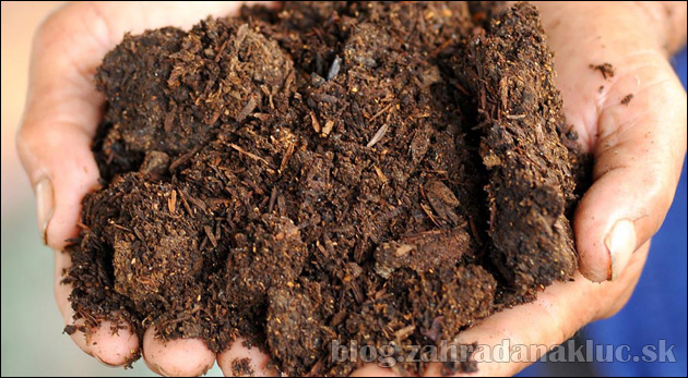 Podmienky na úspešné pestovanie trávnika a ich príprava