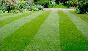 Živiny pre zdravý a pekný trávnik